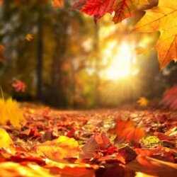 Fall Furnace Maintenance: Why Fall Is the Best Time for Maintenance