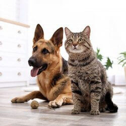 Important HVAC Tips for Pet Owners