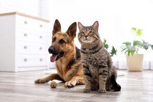 HVAC Tips for Pet Owners