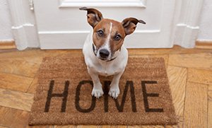 Running Air Conditioner when Pets are Home Alone