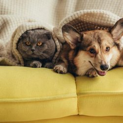 Heating Tips for Keeping Your Pets Comfortable