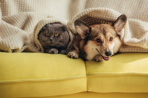 Heating Tips for Keeping Your Pets Comfortable