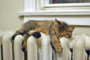 Heating Tips for Pets