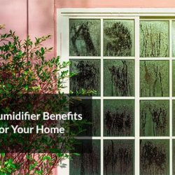 Home Dehumidifier Benefits & How One Can Benefit You