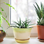 Best House Plants to Improve Indoor Air Quality