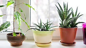 House Plants to Improve Indoor Air Quality