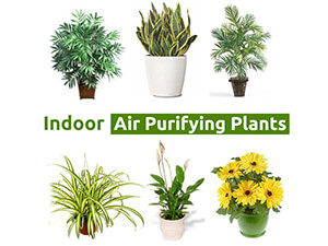 Improve Indoor Air Quality with House Plants