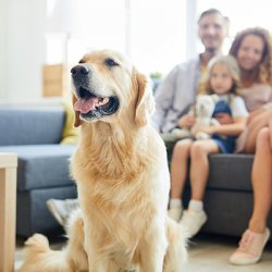 Top HVAC Maintenance Tips for Pet Owners