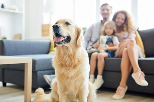 Top HVAC Maintenance Tips for Pet Owners