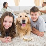Tips to Improve Indoor Air Quality for Pet Owners