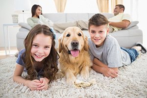 Improve Indoor Air Quality for Pet Owners