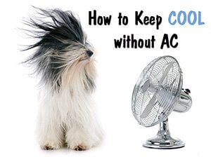 No Air Conditioning | Tips to Stay Cool