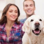 How Your Pets Affect Indoor Air Quality