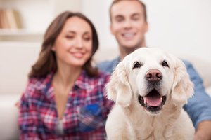 Pets & Indoor Air Quality