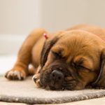 Pets & HVAC Systems: What You Need to Know
