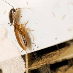 How to Prevent Pests & Bugs Coming in Through Your Air Conditioner