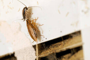 How to Prevent Pests & Bugs Coming in Through Your Air Conditioner