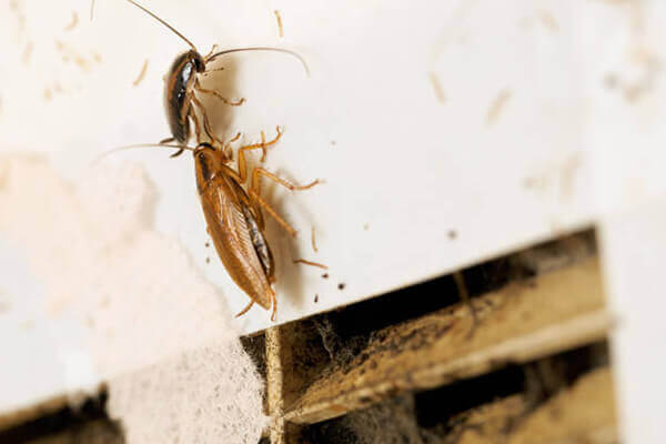 How to Prevent Pests & Bugs Coming in Through Your Air Conditioner | St ...