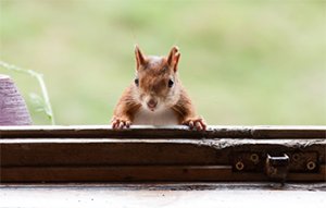 Prevent Pests in Your HVAC System