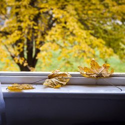 Should I Open the Windows in Late Summer and Early Fall?