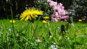 Spring Allergy Tips to Improve Indoor Air Quality
