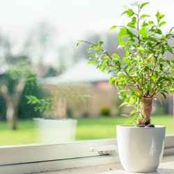 Understanding Indoor Air Quality Basics