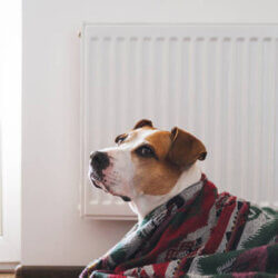 Winter Heating Tips for Pet Parents