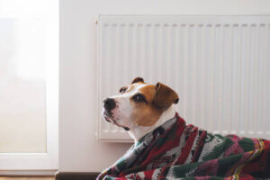 Winter Heating Tips for Pet Parents