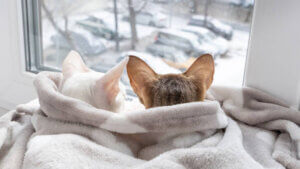 Best Ways to Keep Your Pet & Home Warm